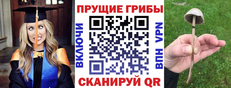 закладки  Белгород  Галлюциногенные грибы Psilocybe 